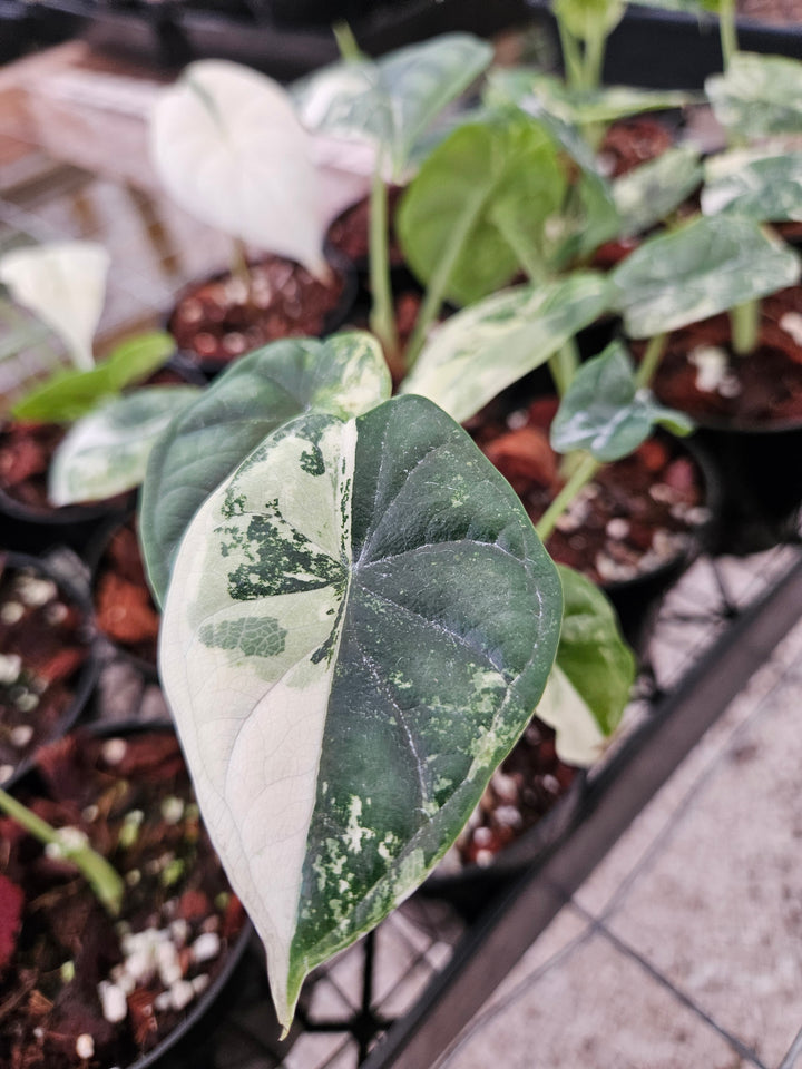 Alocasia Variegated Dragon Scale (3in)-Growers Choice