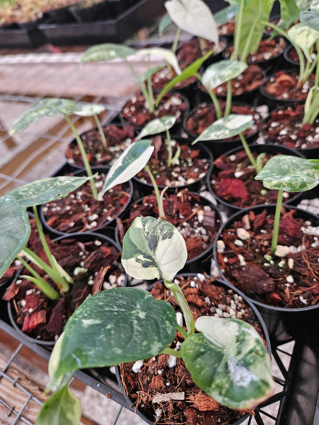 Alocasia Variegated Dragon Scale (3in)-Growers Choice