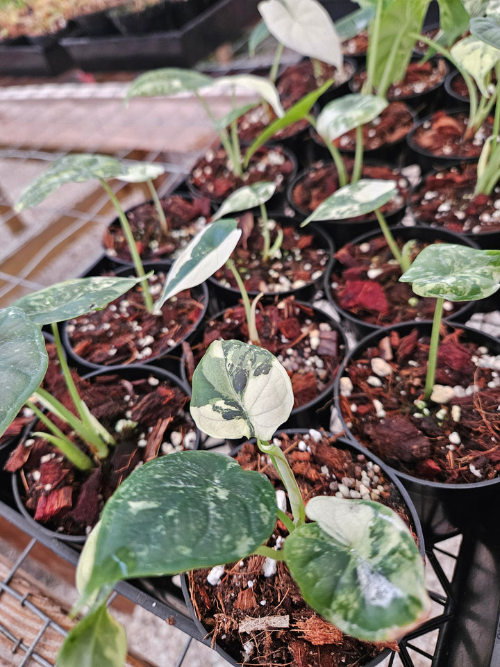 Alocasia Variegated Dragon Scale (3in)-Growers Choice