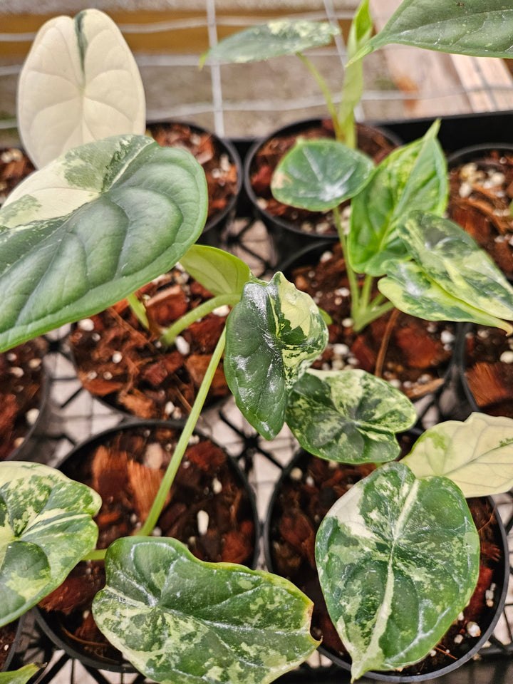 Alocasia Variegated Dragon Scale (3in)-Growers Choice
