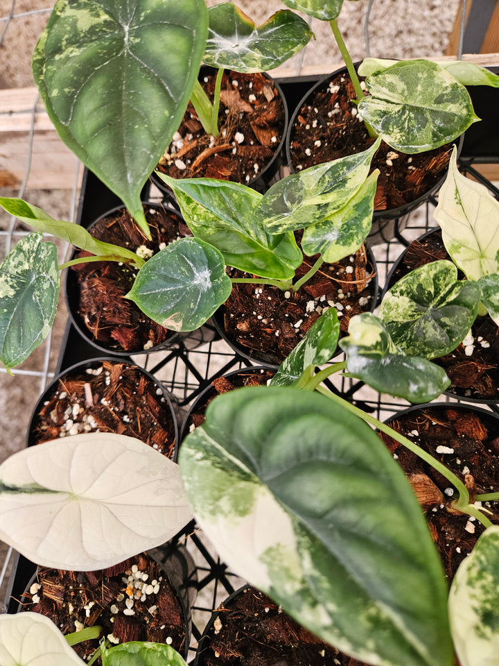 Alocasia Variegated Dragon Scale (3in)-Growers Choice