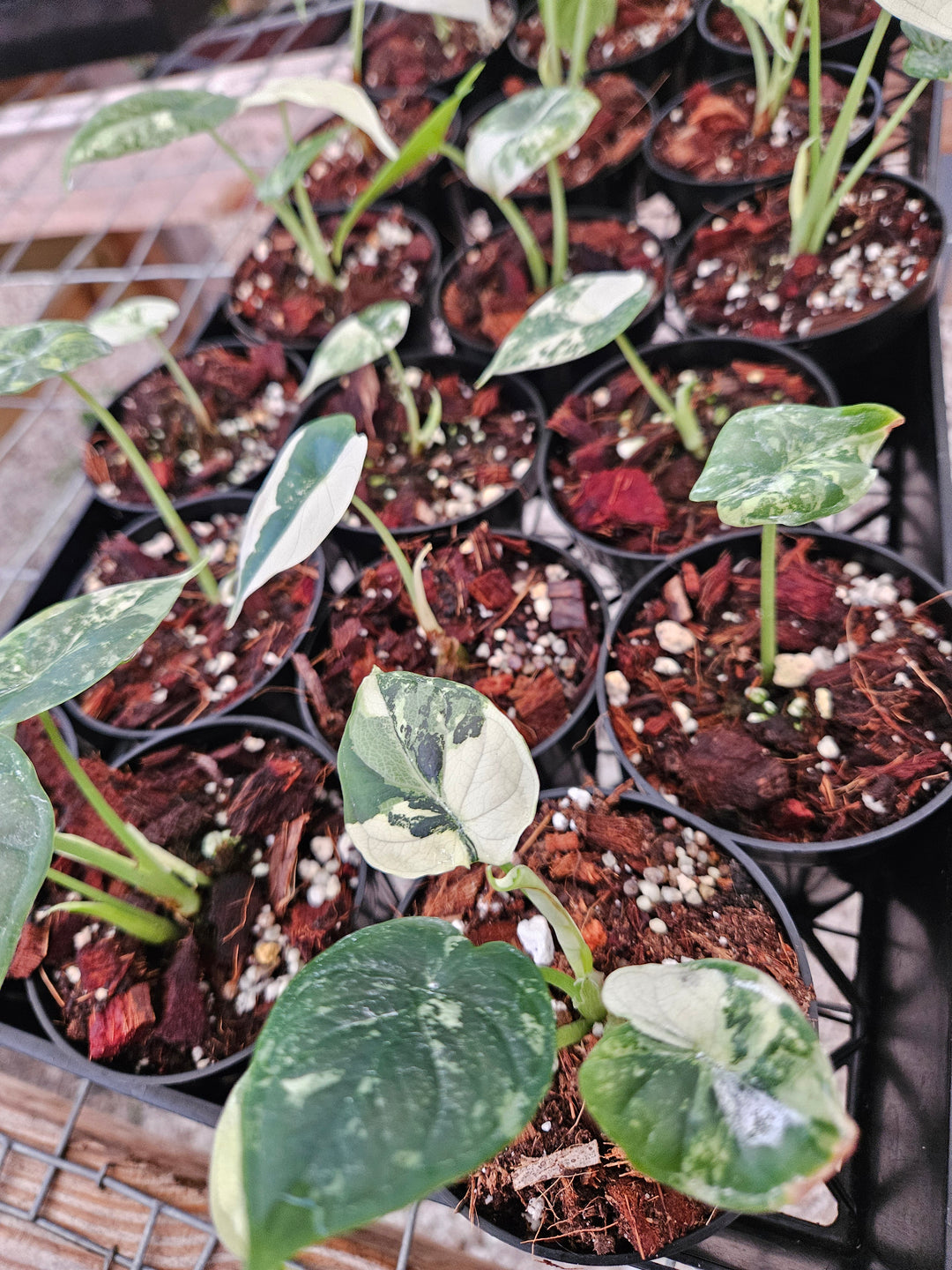 Alocasia Variegated Dragon Scale (3in)-Growers Choice
