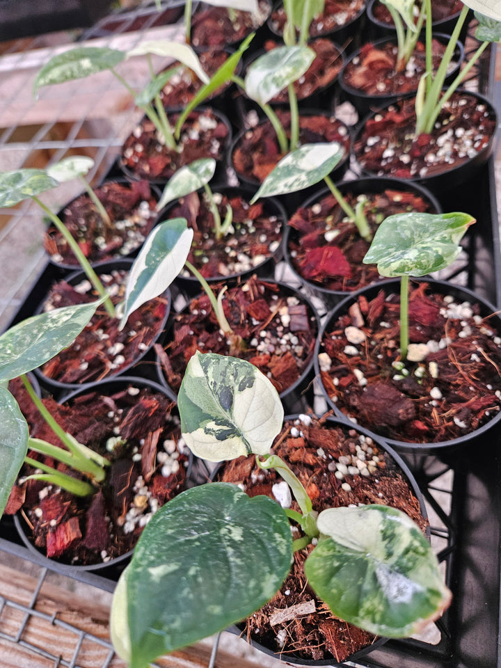 Alocasia Variegated Dragon Scale (3in)-Growers Choice