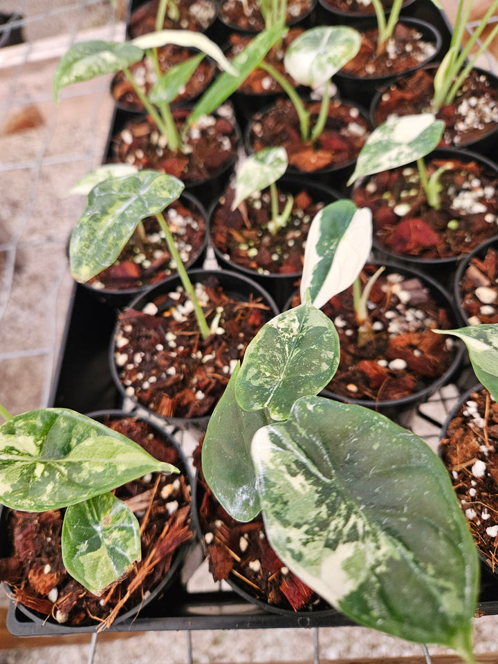 Alocasia Variegated Dragon Scale (3in)-Growers Choice