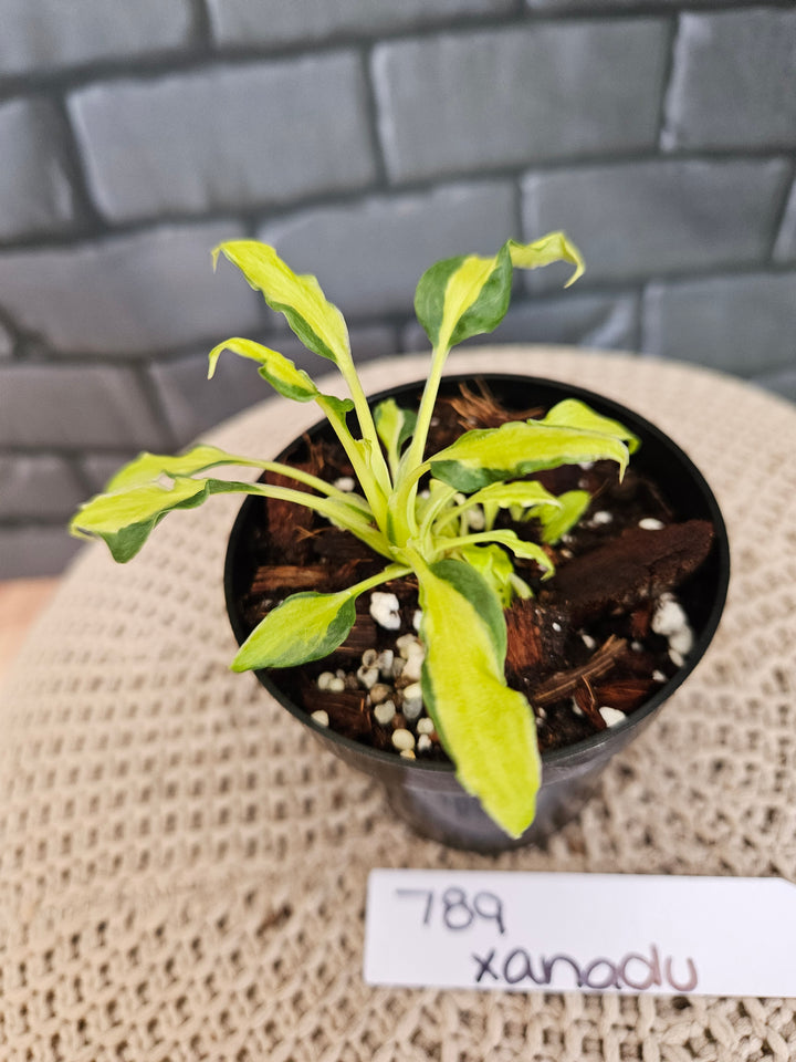 Philodendron Variegated Xanadu (3in)-789