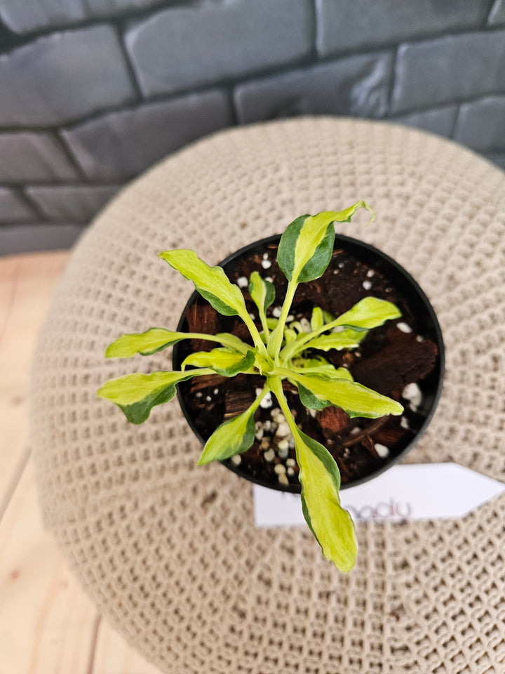 Philodendron Variegated Xanadu (3in)-789
