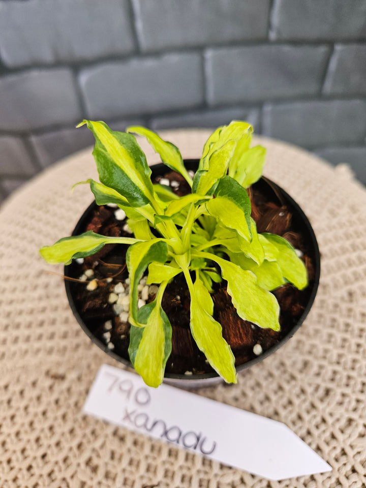 Philodendron Variegated Xanadu (3in)-790