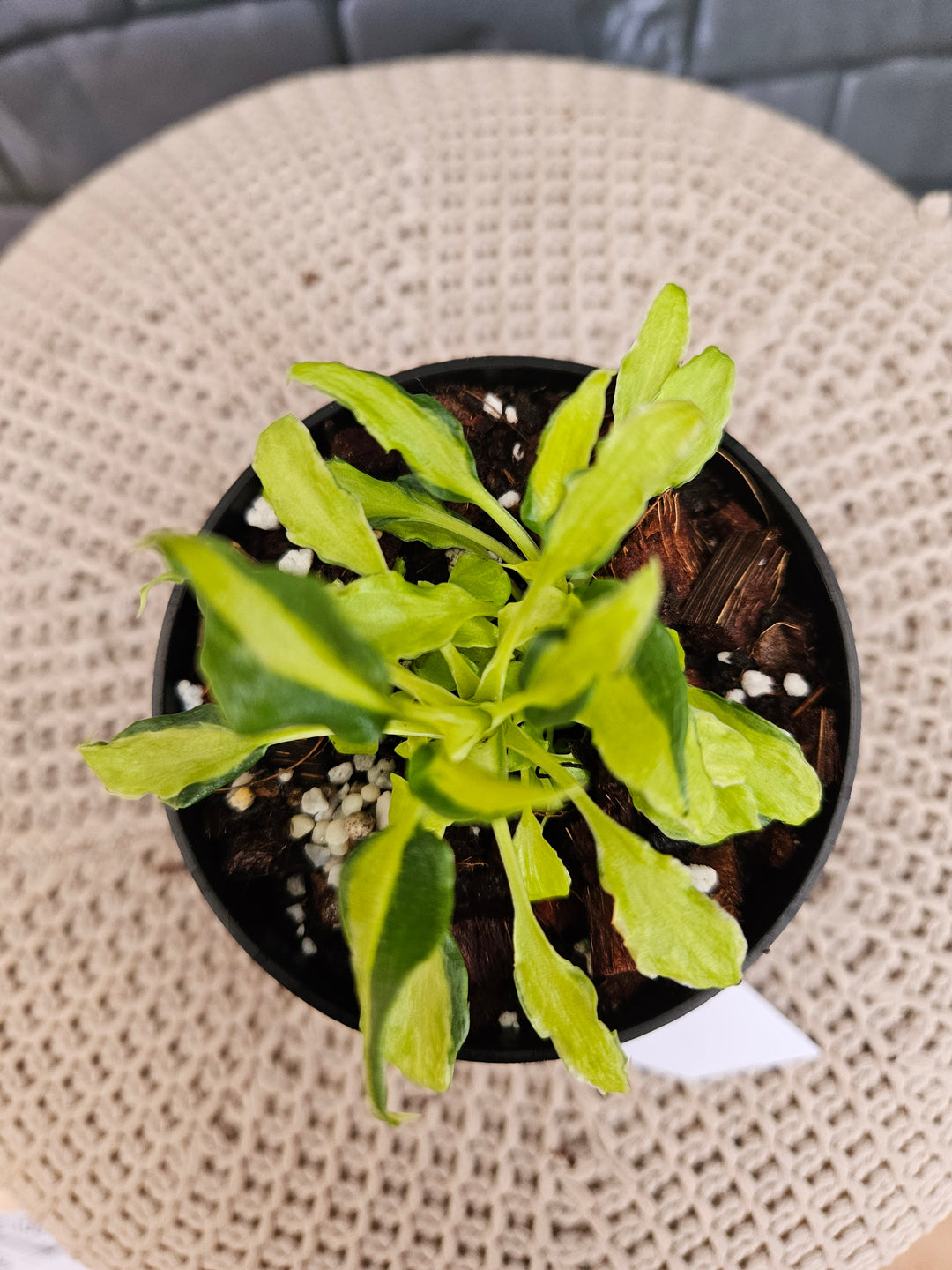 Philodendron Variegated Xanadu (3in)-790