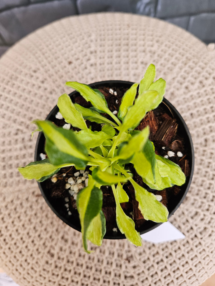 Philodendron Variegated Xanadu (3in)-790