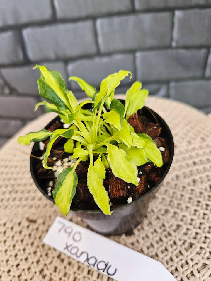Philodendron Variegated Xanadu (3in)-790