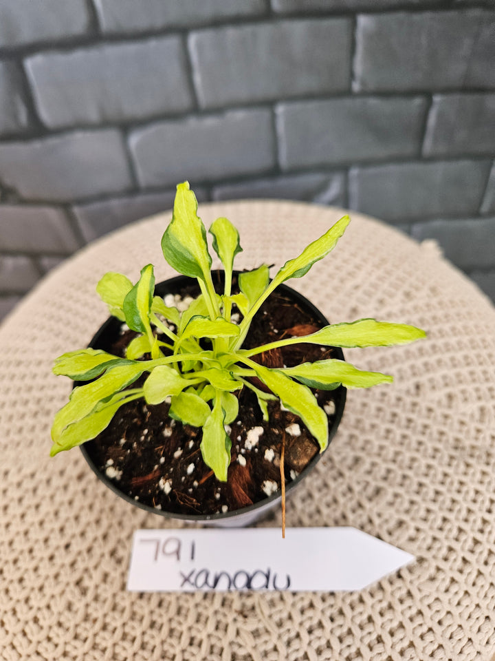 Philodendron Variegated Xanadu (3in)-791