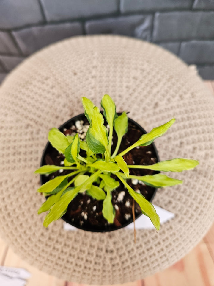 Philodendron Variegated Xanadu (3in)-791