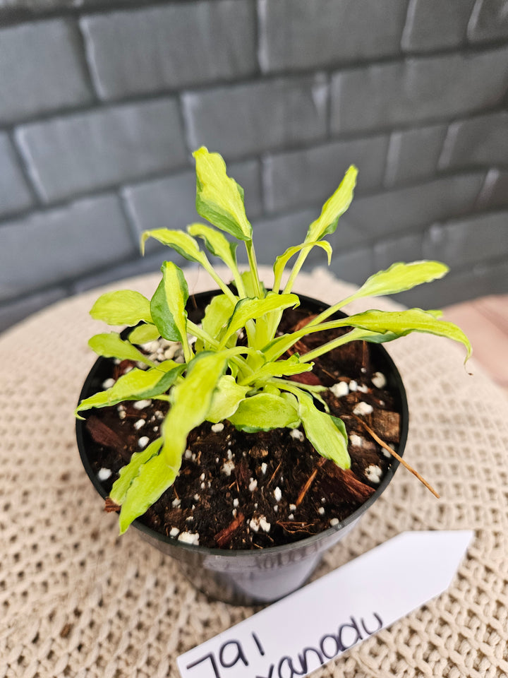 Philodendron Variegated Xanadu (3in)-791