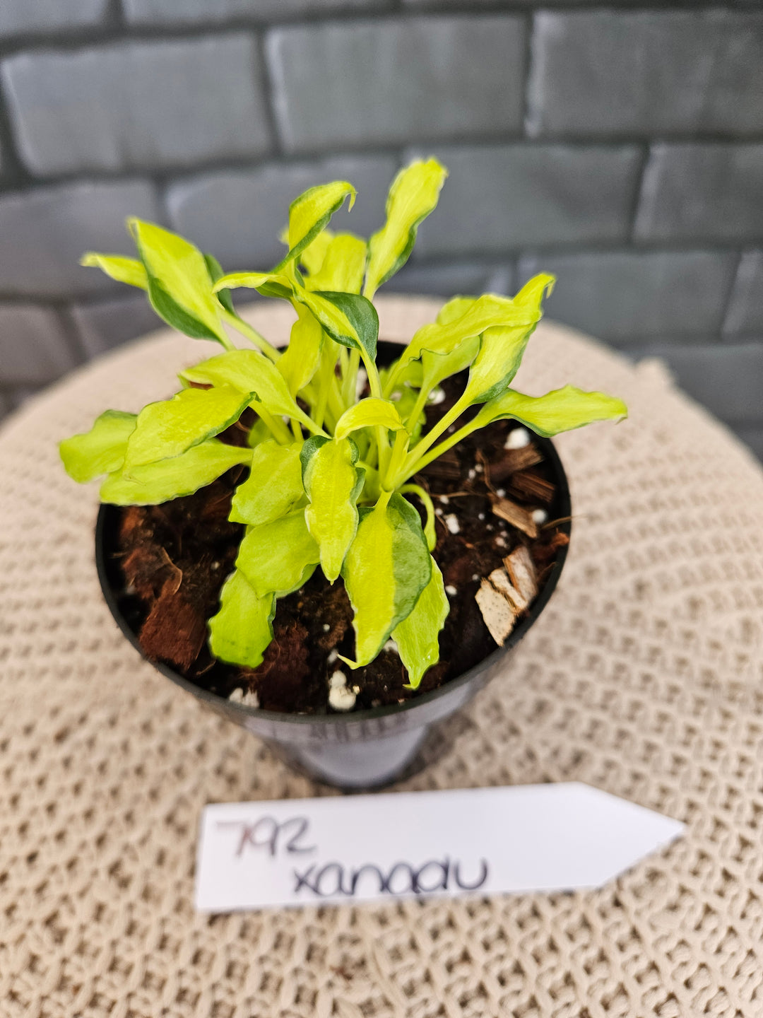 Philodendron Variegated Xanadu (3in)-792