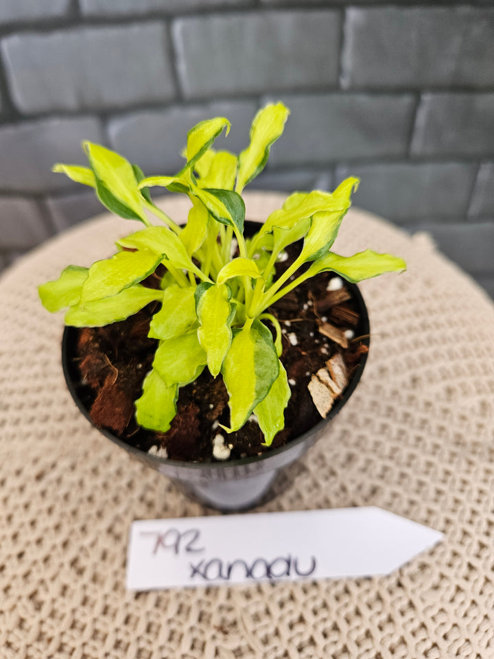 Philodendron Variegated Xanadu (3in)-792