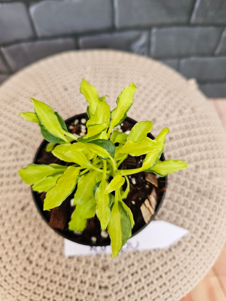 Philodendron Variegated Xanadu (3in)-792