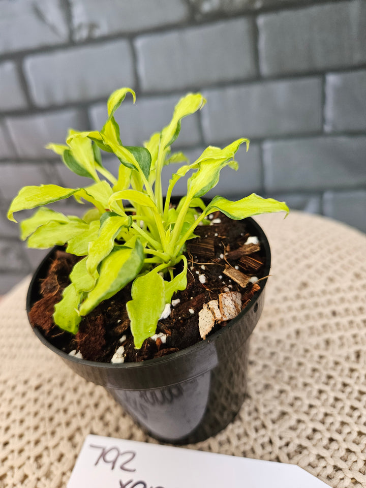 Philodendron Variegated Xanadu (3in)-792