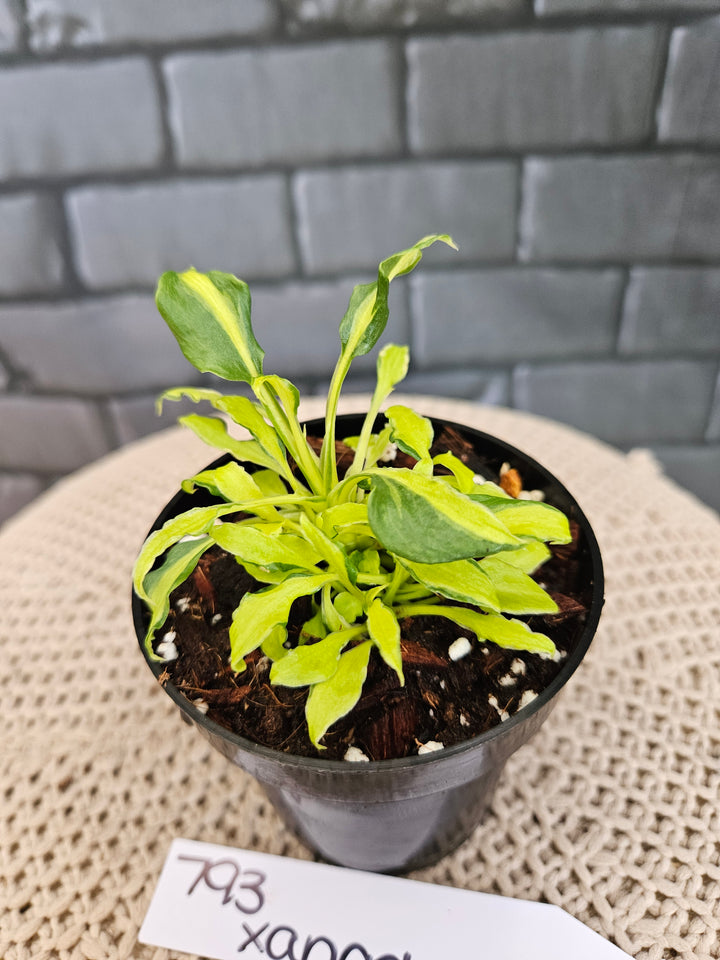 Philodendron Variegated Xanadu (3in)-793
