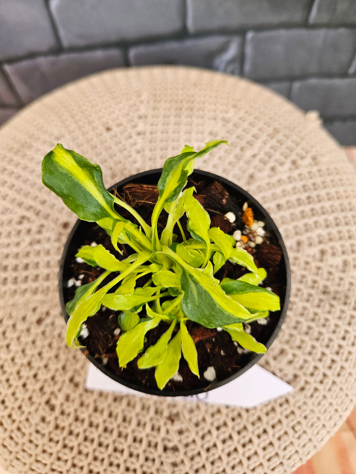 Philodendron Variegated Xanadu (3in)-793