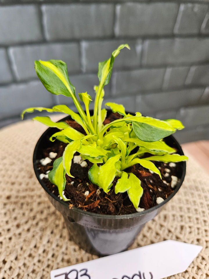 Philodendron Variegated Xanadu (3in)-793