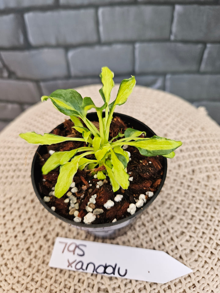 Philodendron Variegated Xanadu (3in)-795