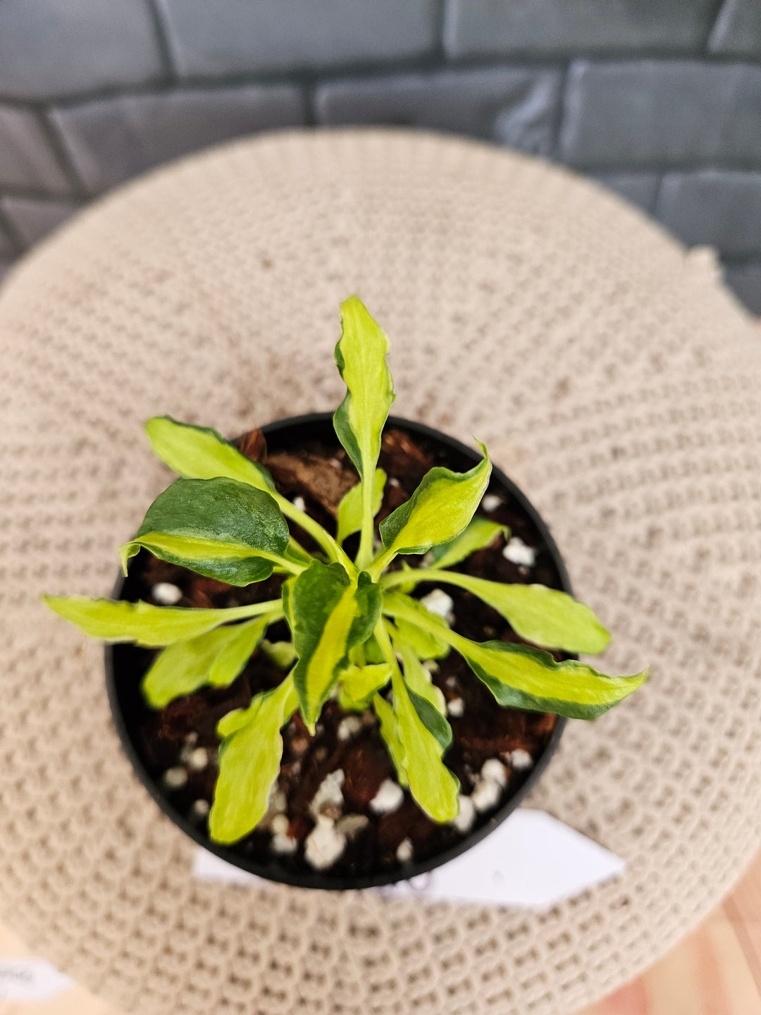 Philodendron Variegated Xanadu (3in)-795