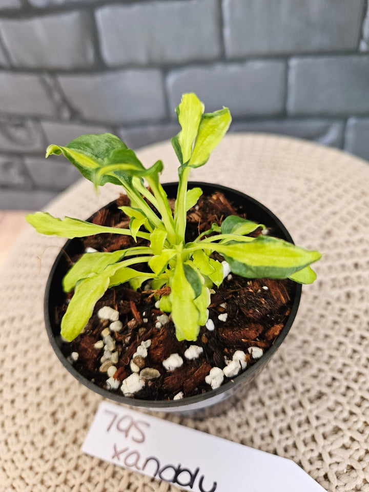 Philodendron Variegated Xanadu (3in)-795