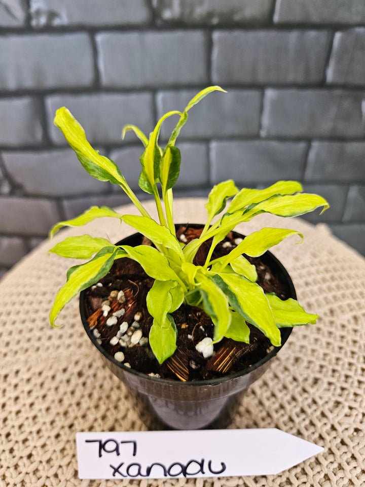 Philodendron Variegated Xanadu (3in)-797