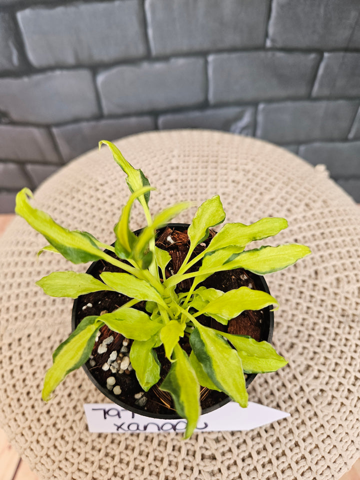 Philodendron Variegated Xanadu (3in)-797
