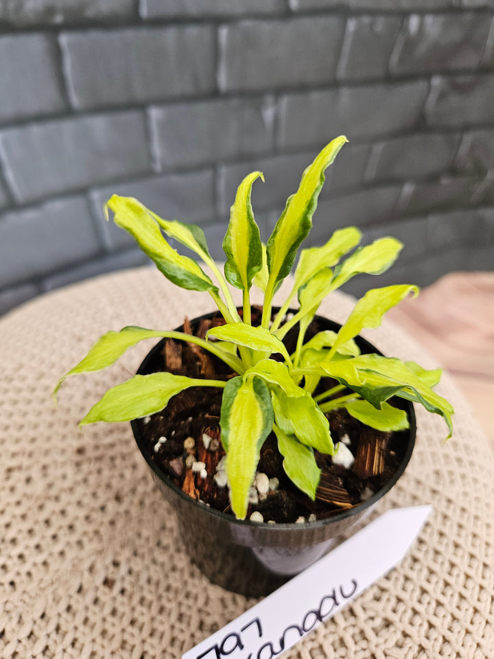 Philodendron Variegated Xanadu (3in)-797