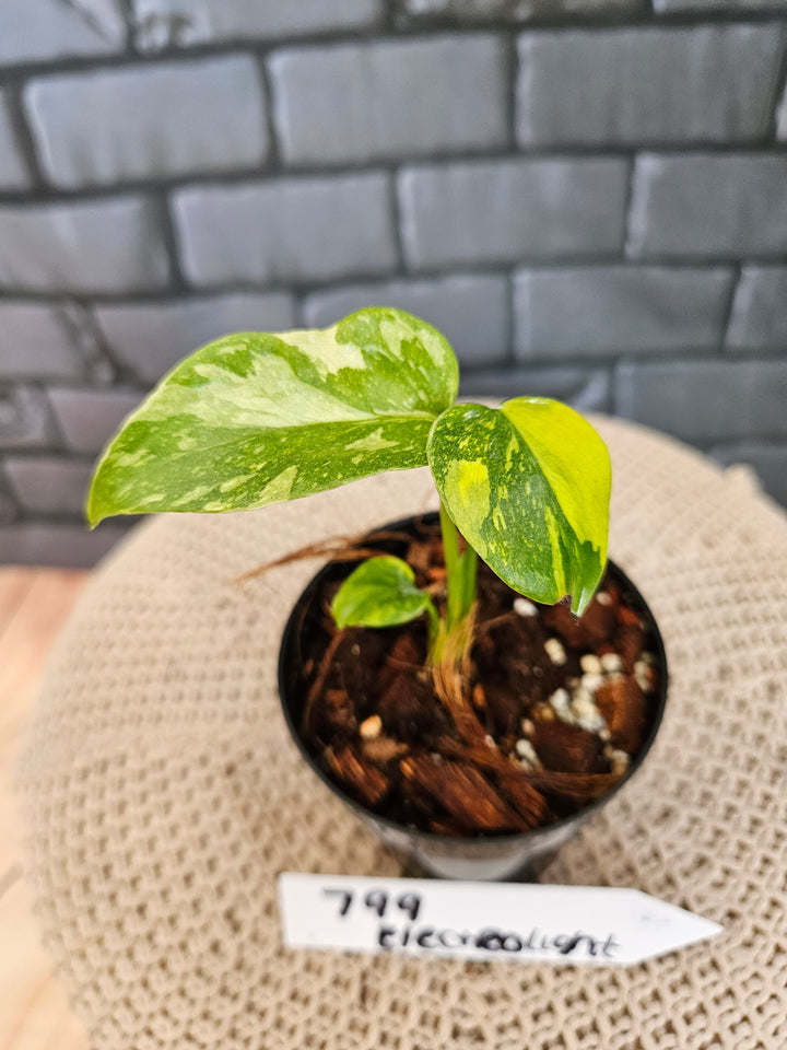 Monstera Electrolight (3in)-799