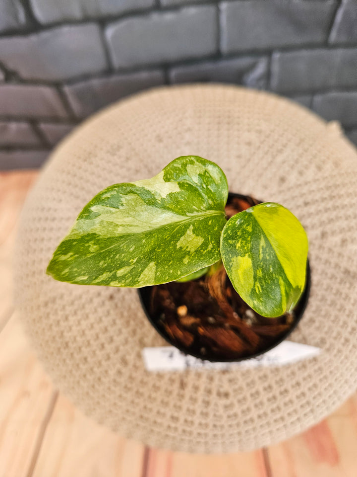 Monstera Electrolight (3in)-799