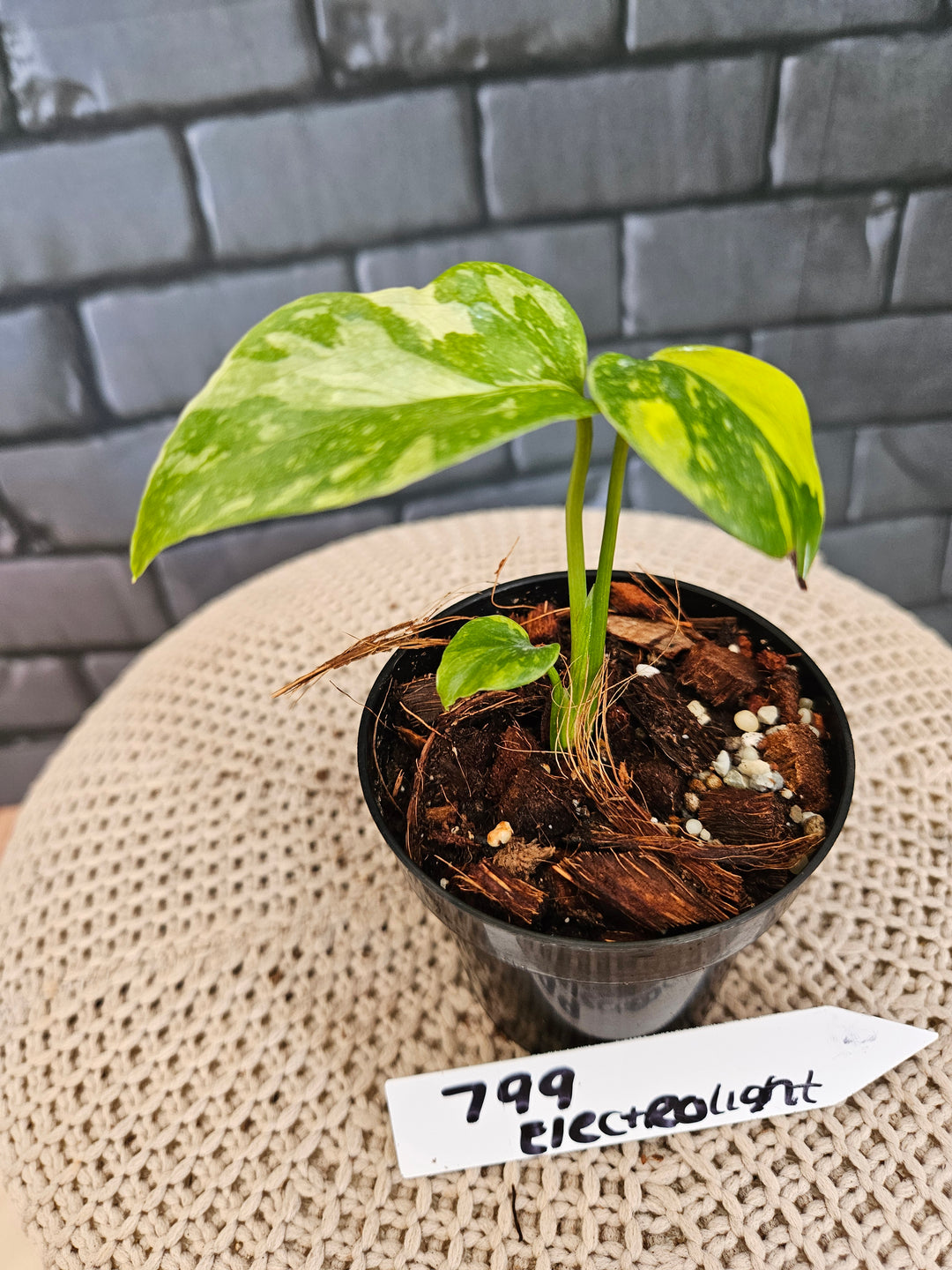 Monstera Electrolight (3in)-799