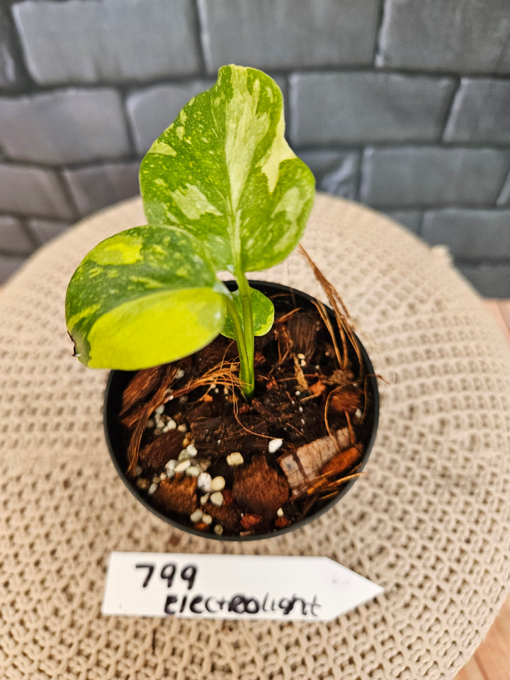 Monstera Electrolight (3in)-799