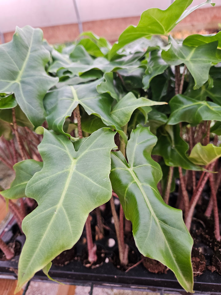 Alocasia Golden Dragon