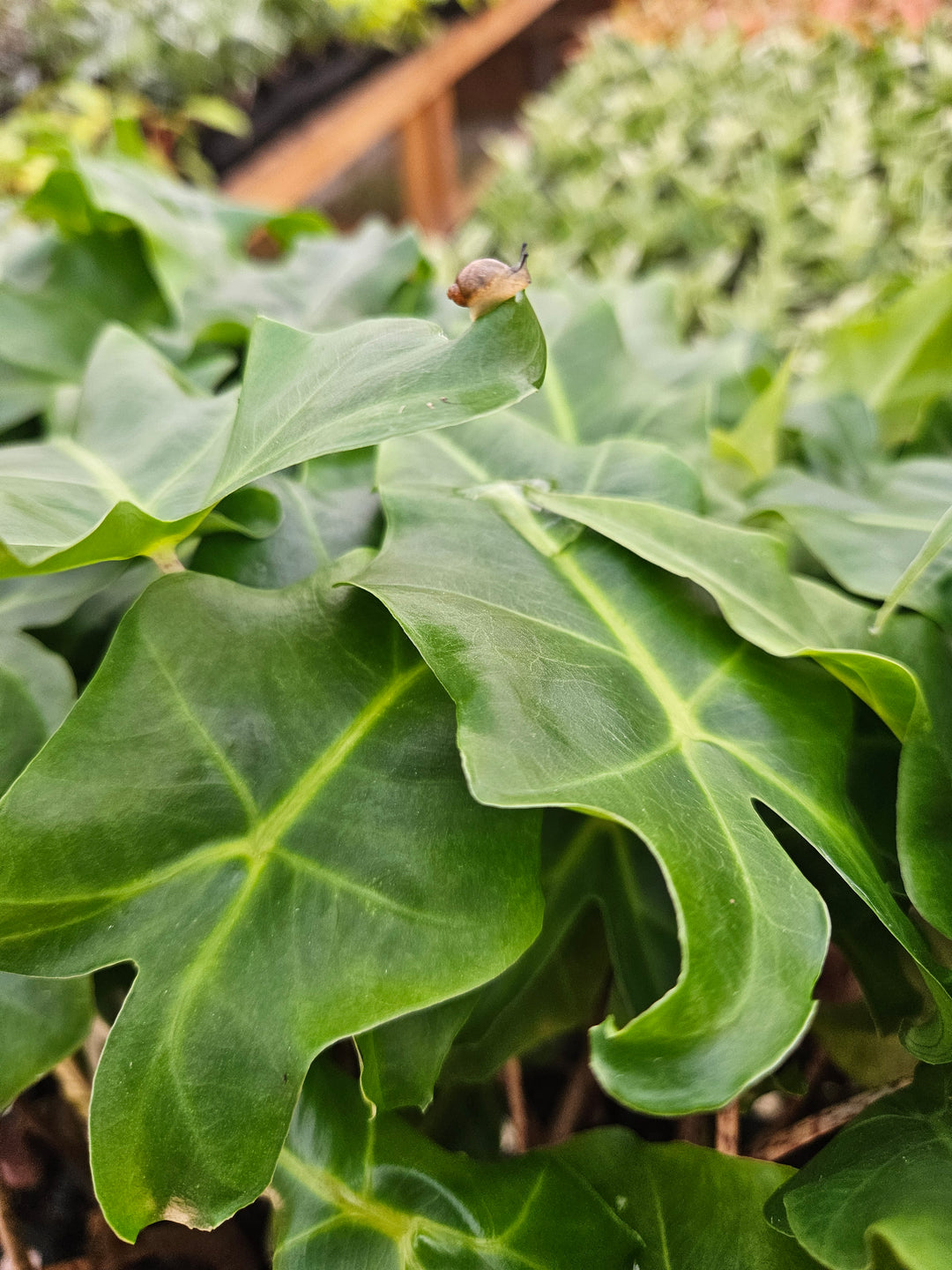 Alocasia Golden Dragon