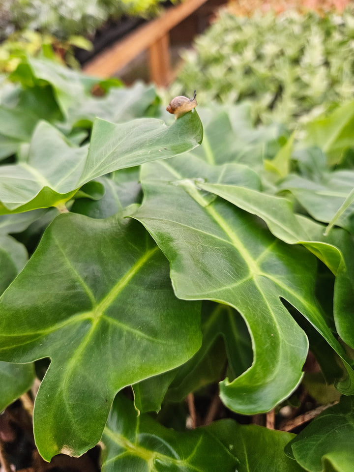 Alocasia Golden Dragon