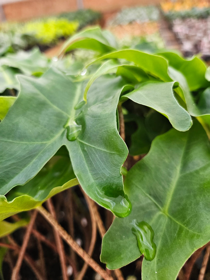 Alocasia Golden Dragon