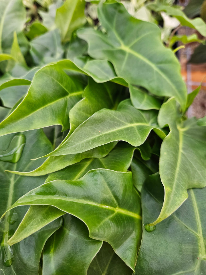 Alocasia Golden Dragon