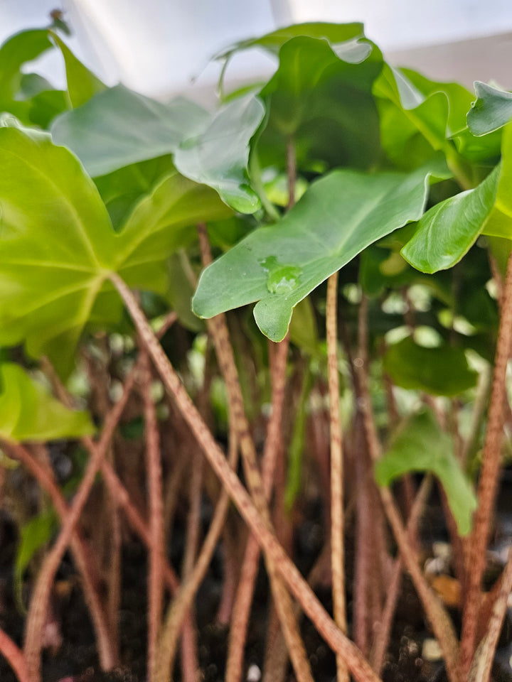Alocasia Golden Dragon