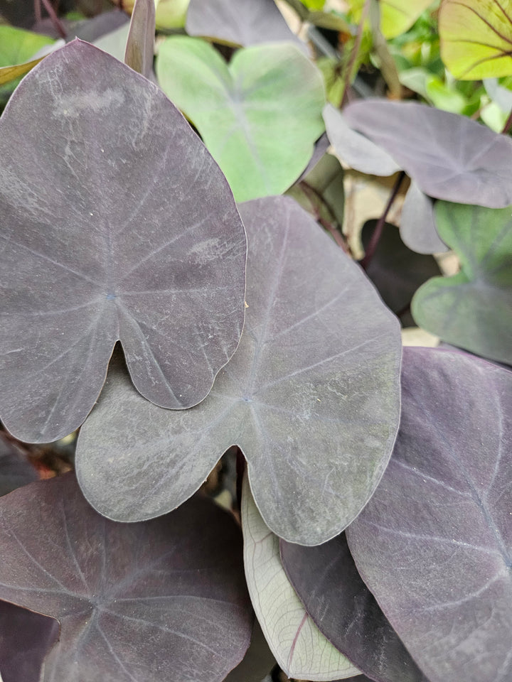 Colocasia Black Coral