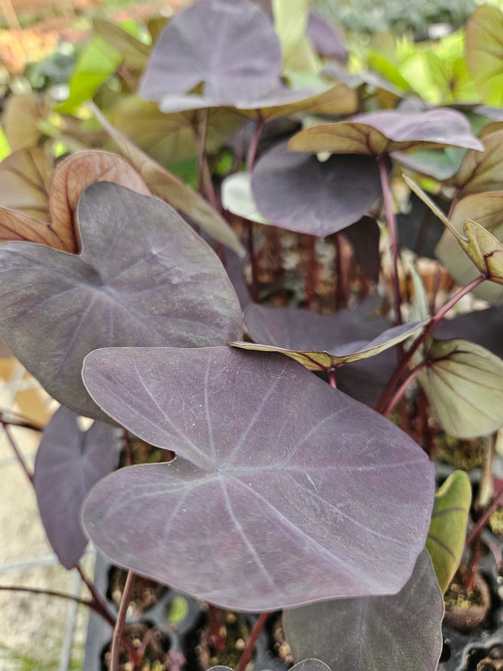 Colocasia Black Coral