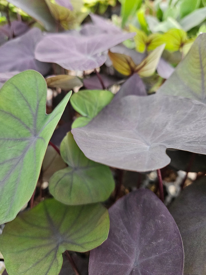 Colocasia Black Coral