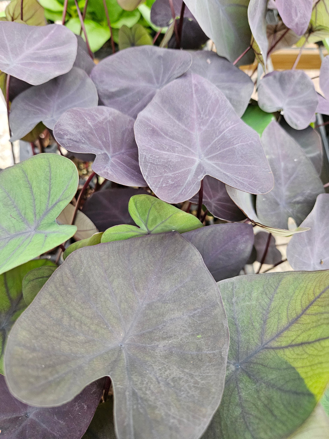 Colocasia Black Coral