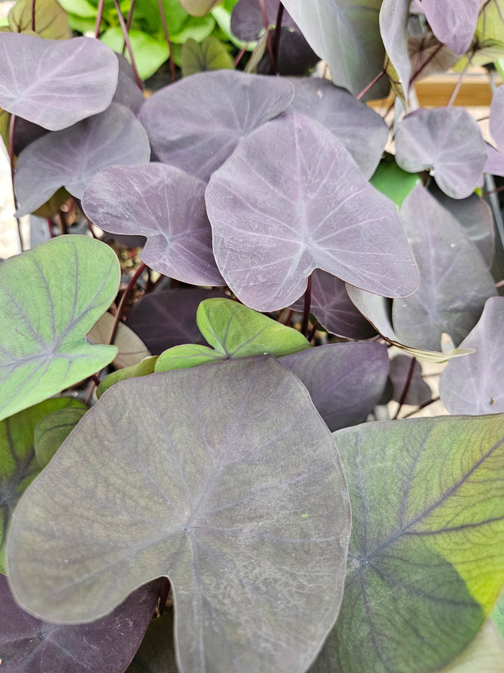 Colocasia Black Coral