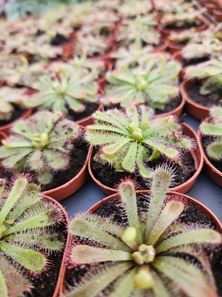 Drosera Aliciae