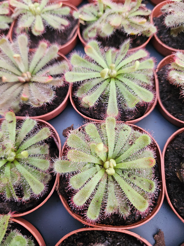 Drosera Aliciae