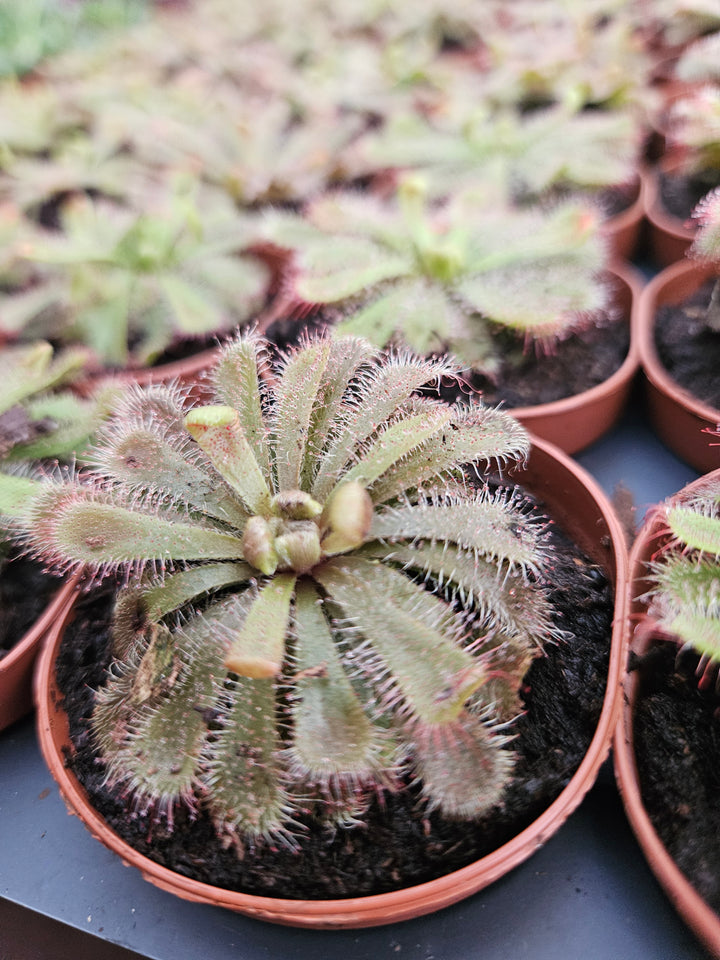 Drosera Aliciae