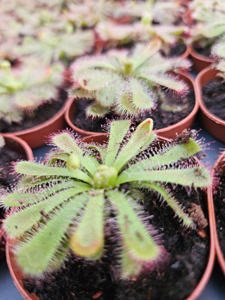 Drosera Aliciae