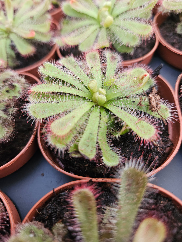 Drosera Aliciae